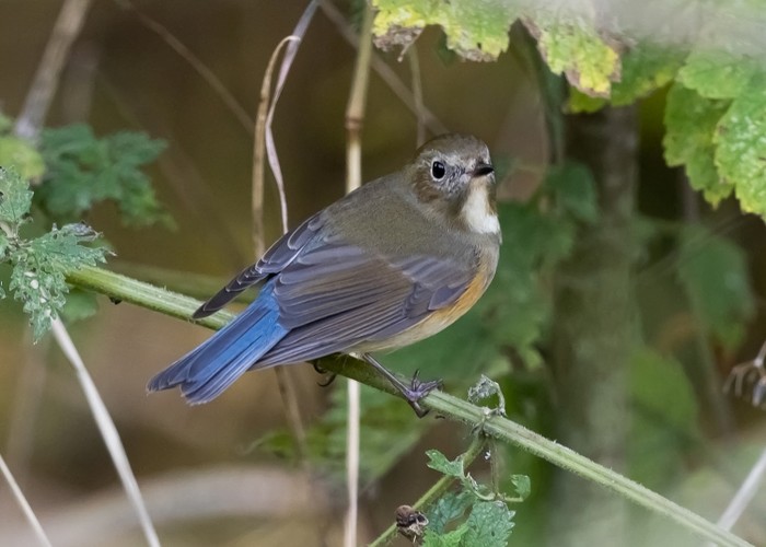 Red-flanked Bluetail
