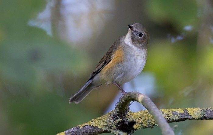 Red-flanked Bluetail