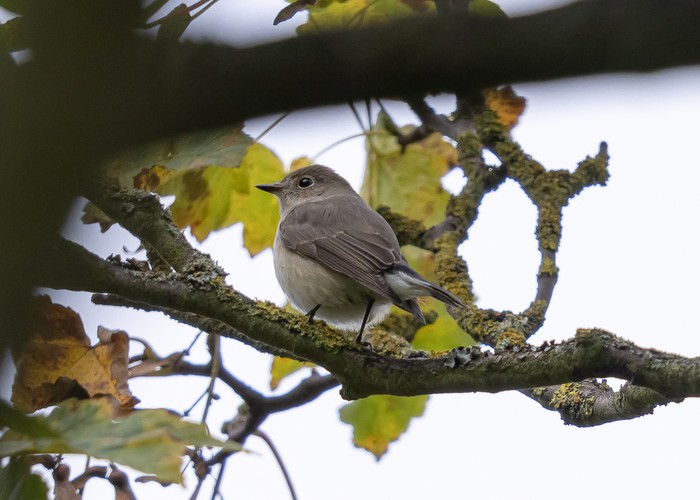 Taiga Flycatcher