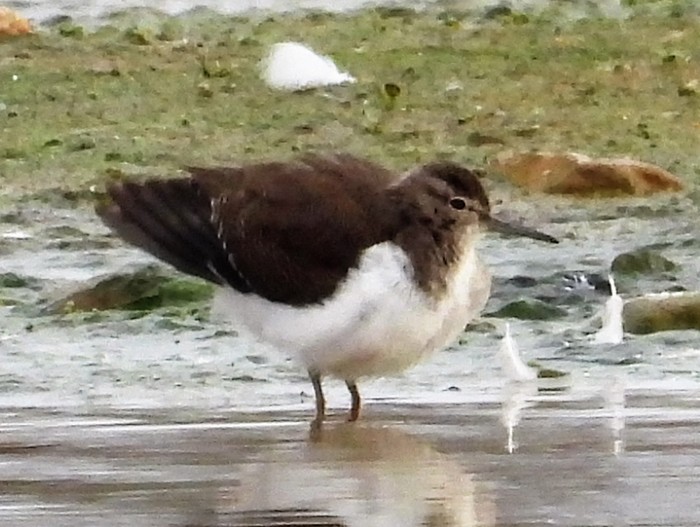 Common Sandpiper