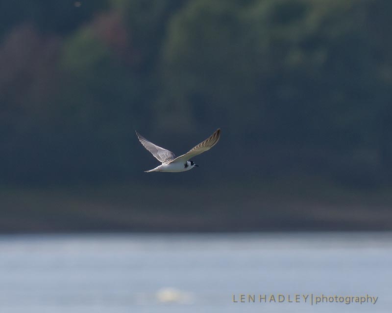 Black Tern