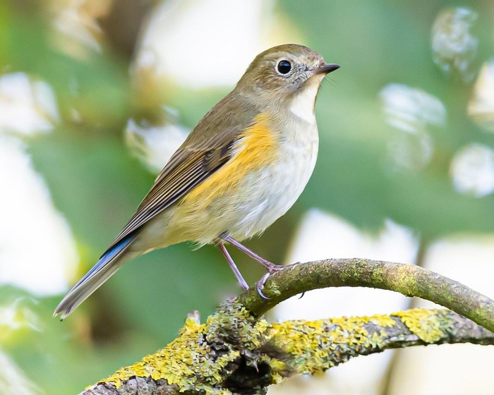 Red-flanked Bluetail