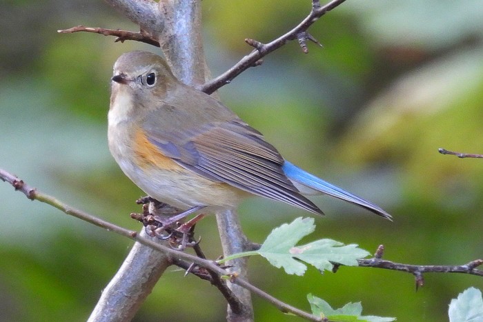 Red-flanked Bluetail