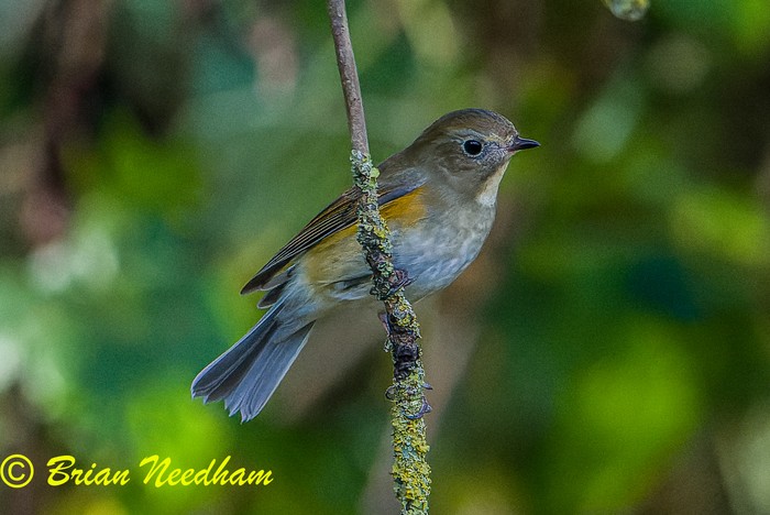 Red-flanked Bluetail