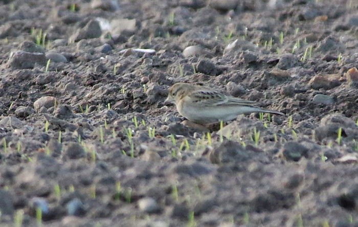 Short-toed Lark