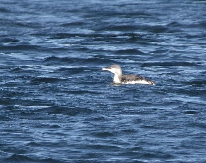 Black-throated Diver