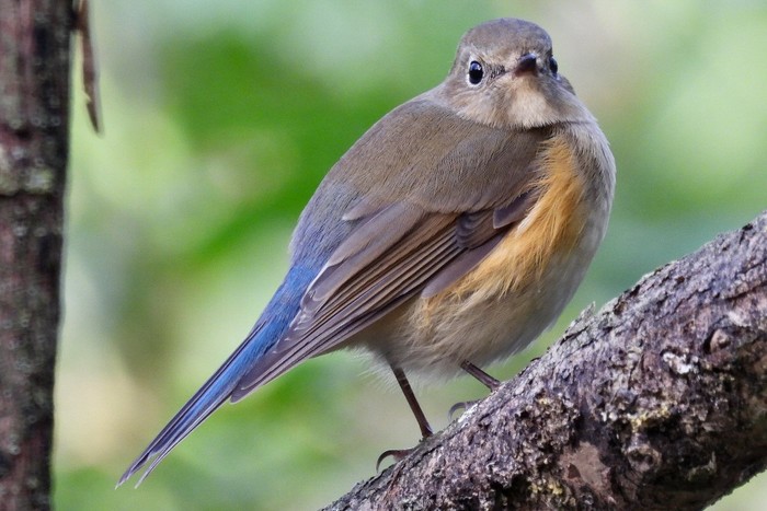 Red-flanked Bluetail