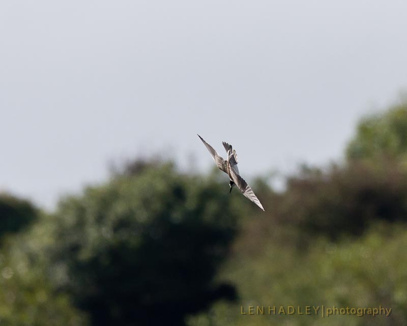 Black Tern