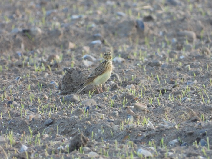 Skylark