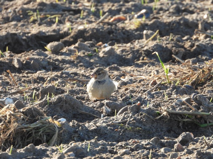 House Sparrow