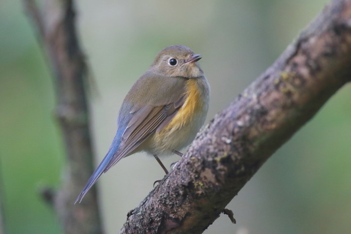 Red-flanked Bluetail