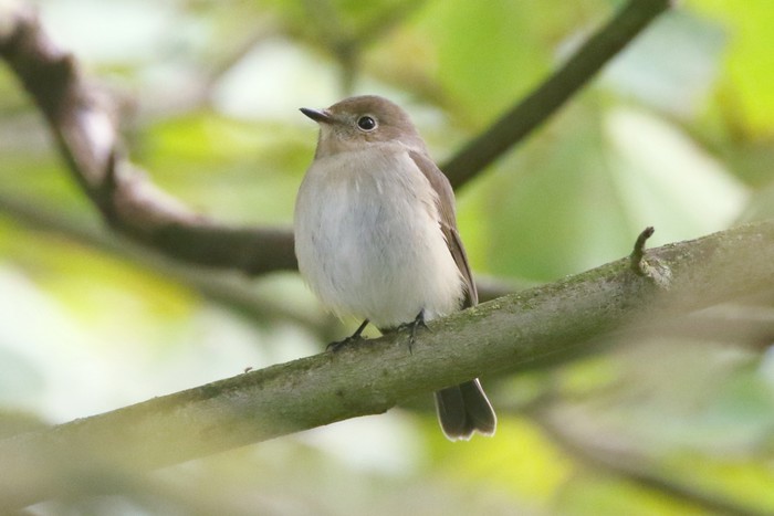 Taiga Flycatcher
