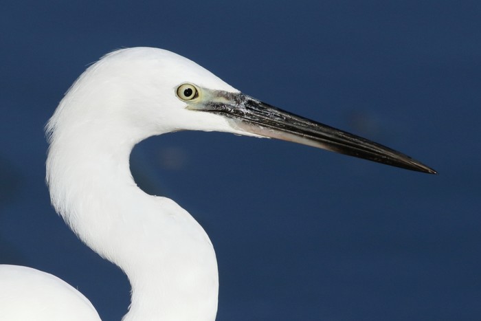 Little Egret