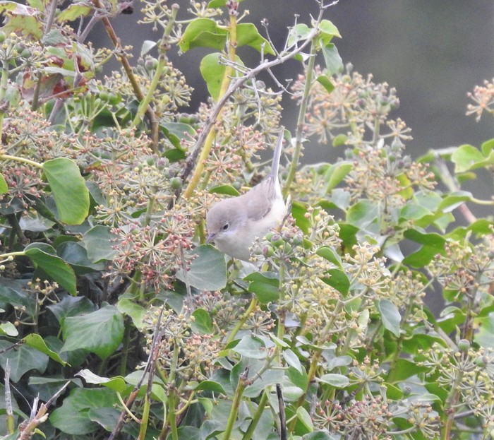 Western Subalpine Warbler
