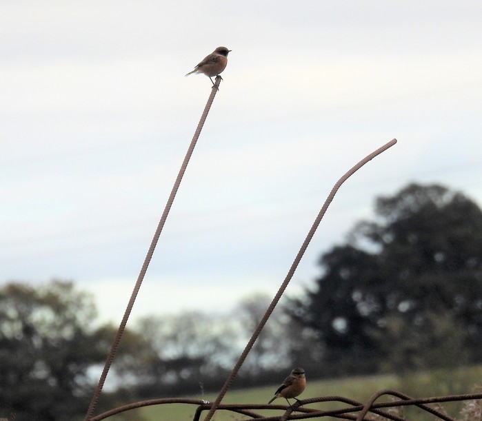 Stonechat