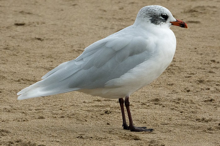 Mediterranean Gull