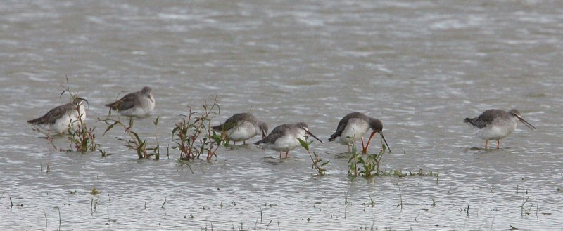 Spotted Redshank