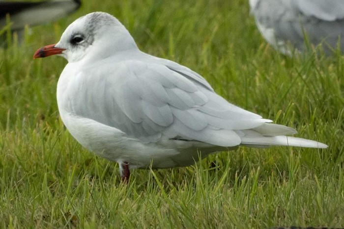 Mediterranean Gull