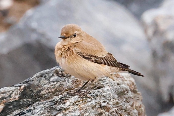 Desert Wheatear