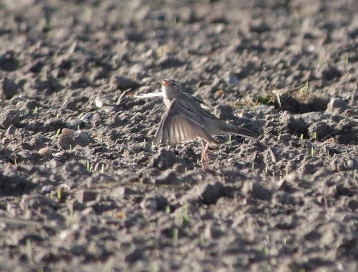 Short-toed Lark