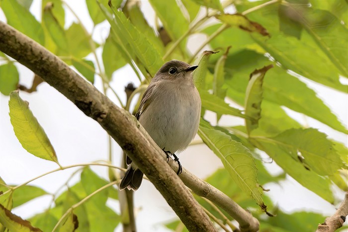 Taiga Flycatcher