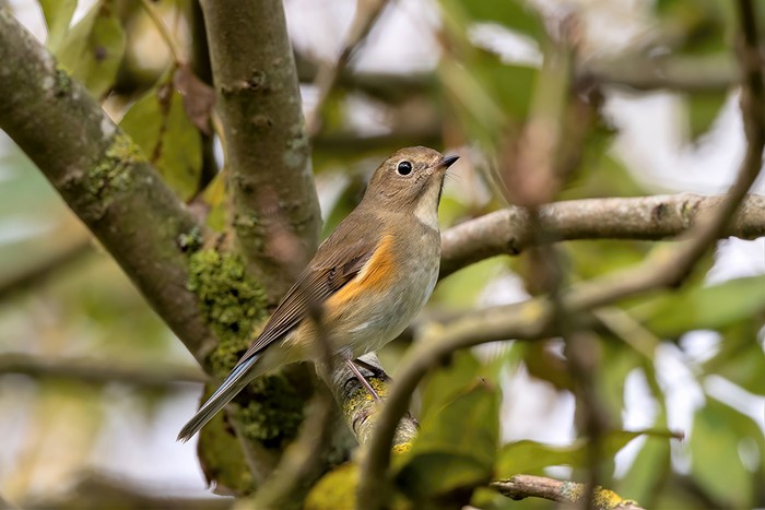Red-flanked Bluetail