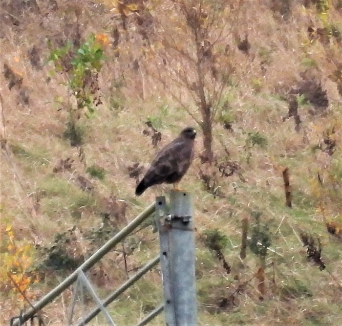 Buzzard