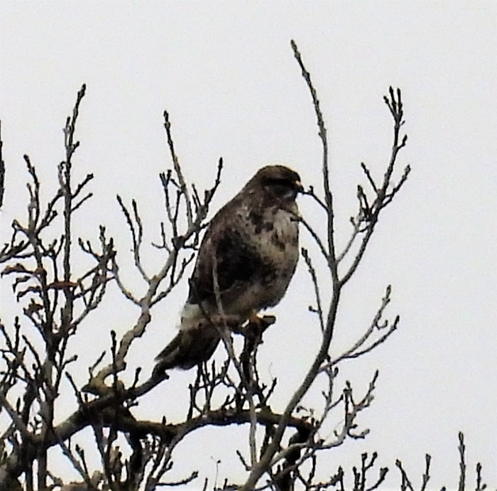 Buzzard