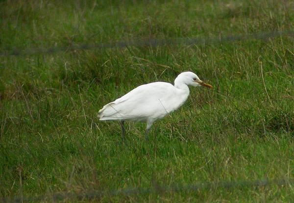 Cattle Egret