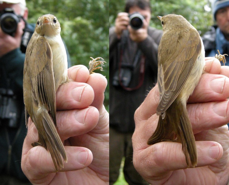 Marsh Warbler