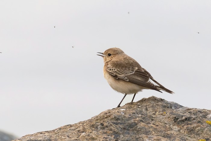 Pied Wheatear
