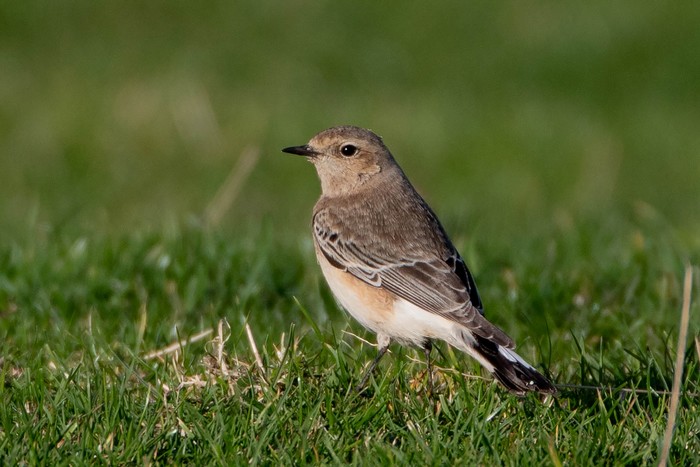 Pied Wheatear