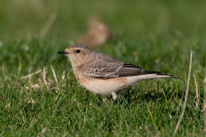 Pied Wheatear