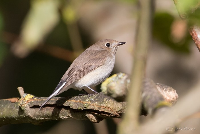 Taiga Flycatcher