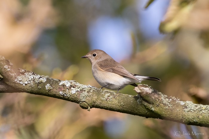 Taiga Flycatcher