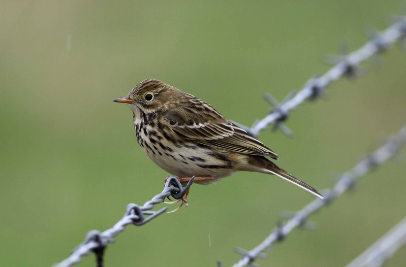 Meadow Pipit