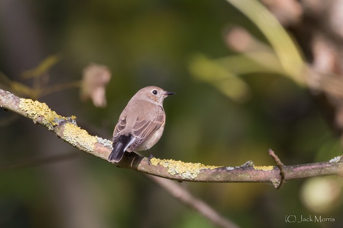 Taiga Flycatcher