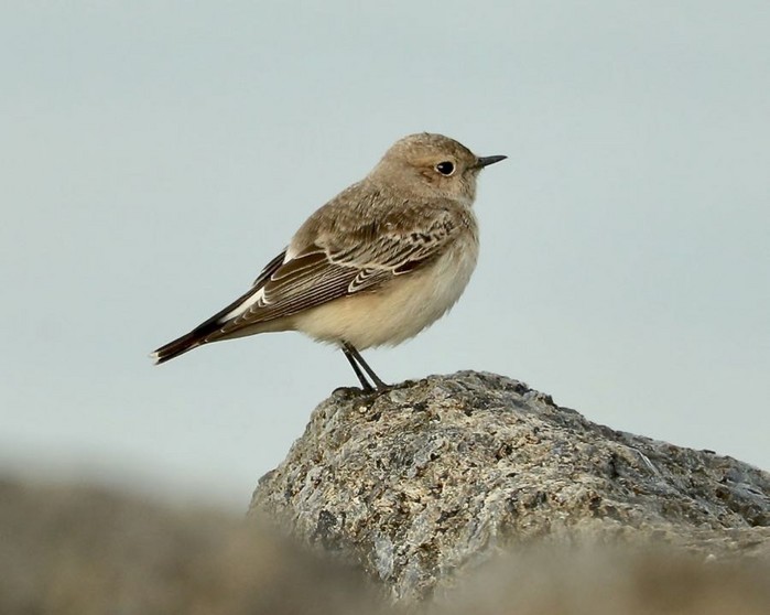 Pied Wheatear