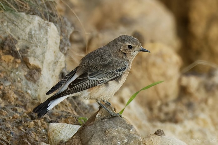 Pied Wheatear