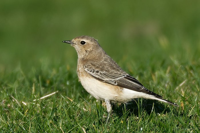 Pied Wheatear