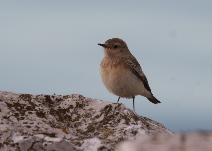 Pied Wheatear