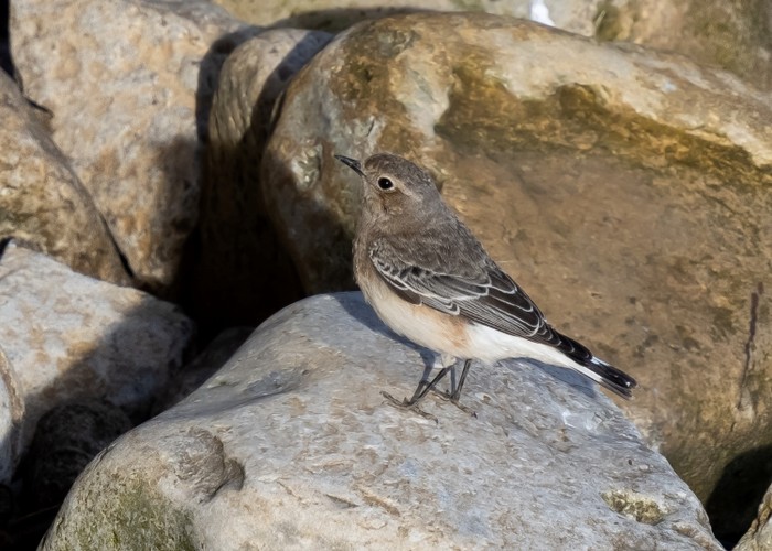 Pied Wheatear