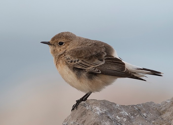 Pied Wheatear