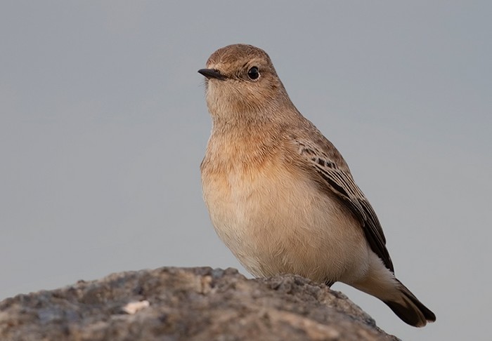 Pied Wheatear