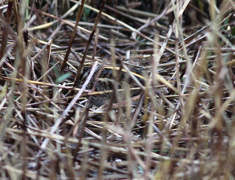 Jack Snipe