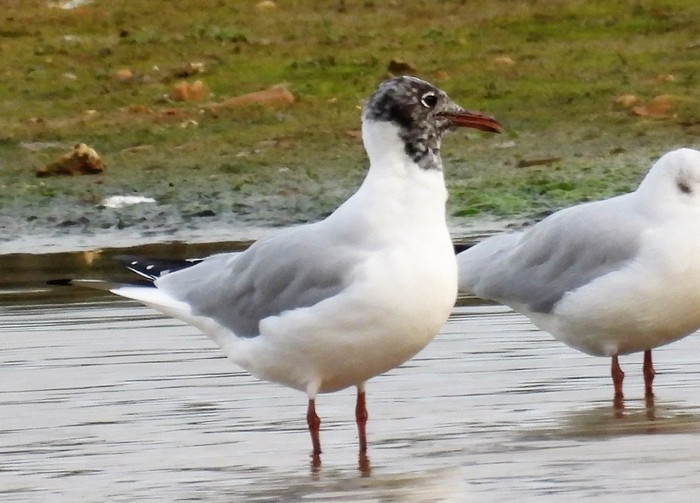 Black-headed Gull