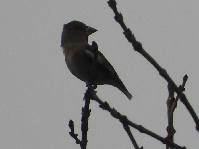 Hawfinch