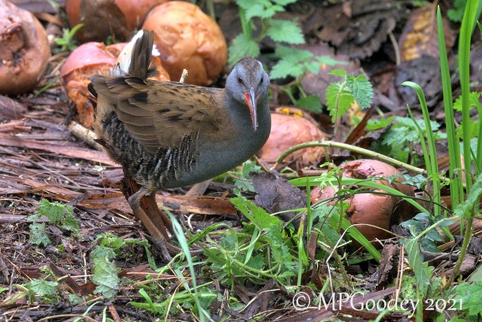 Water Rail