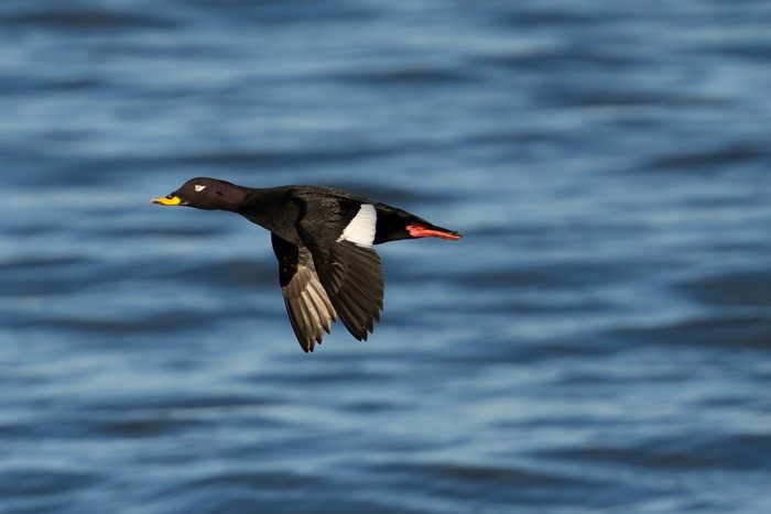 Velvet Scoter