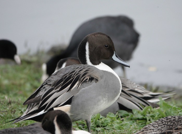 Pintail